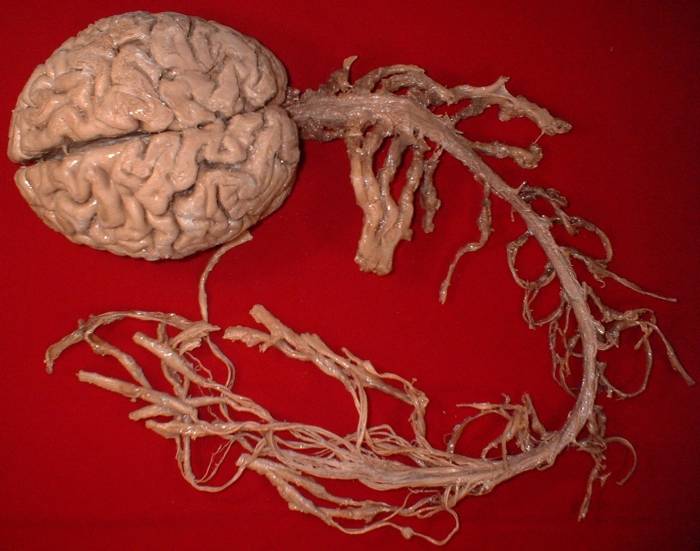 Human brain and spinal cord